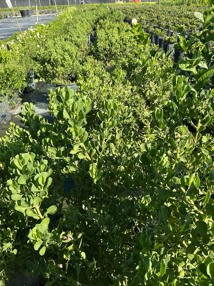 baccharis-dioica-hammock-groundset