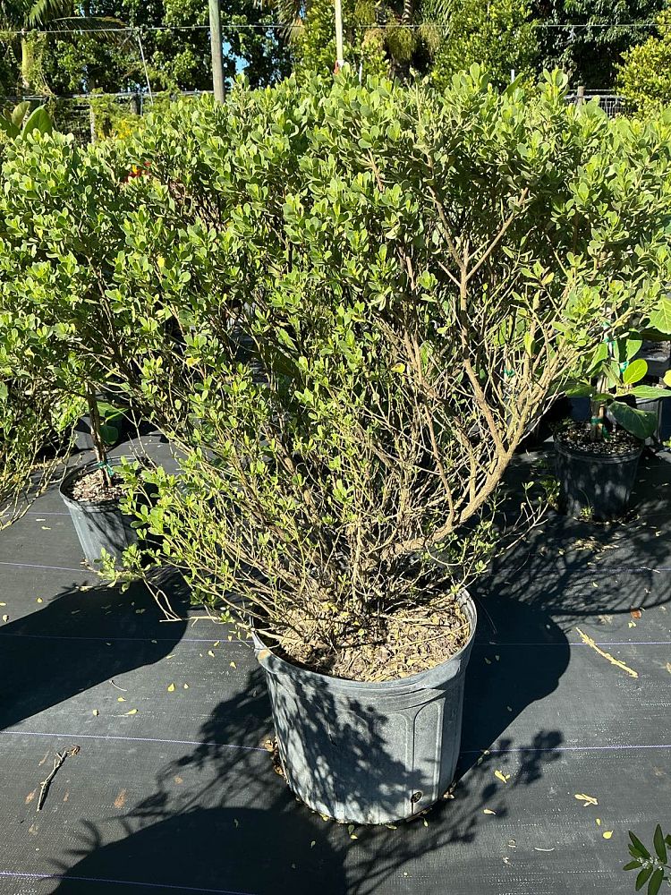 baccharis-dioica-hammock-groundset