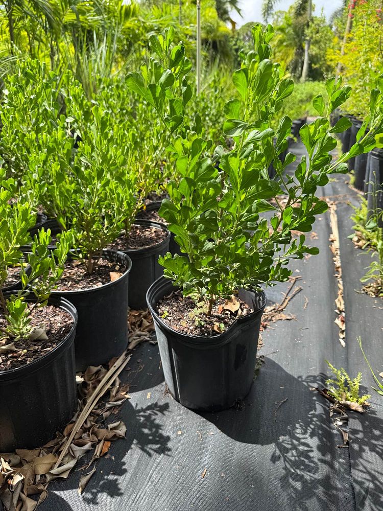 baccharis-dioica-hammock-groundset