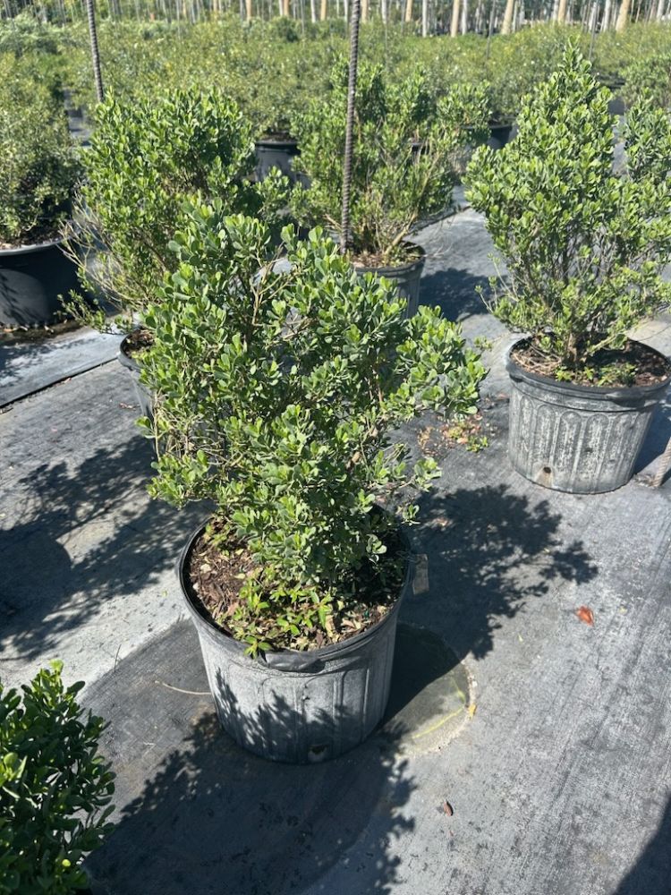 baccharis-dioica-hammock-groundset