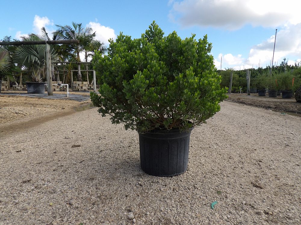 baccharis-dioica-hammock-groundset