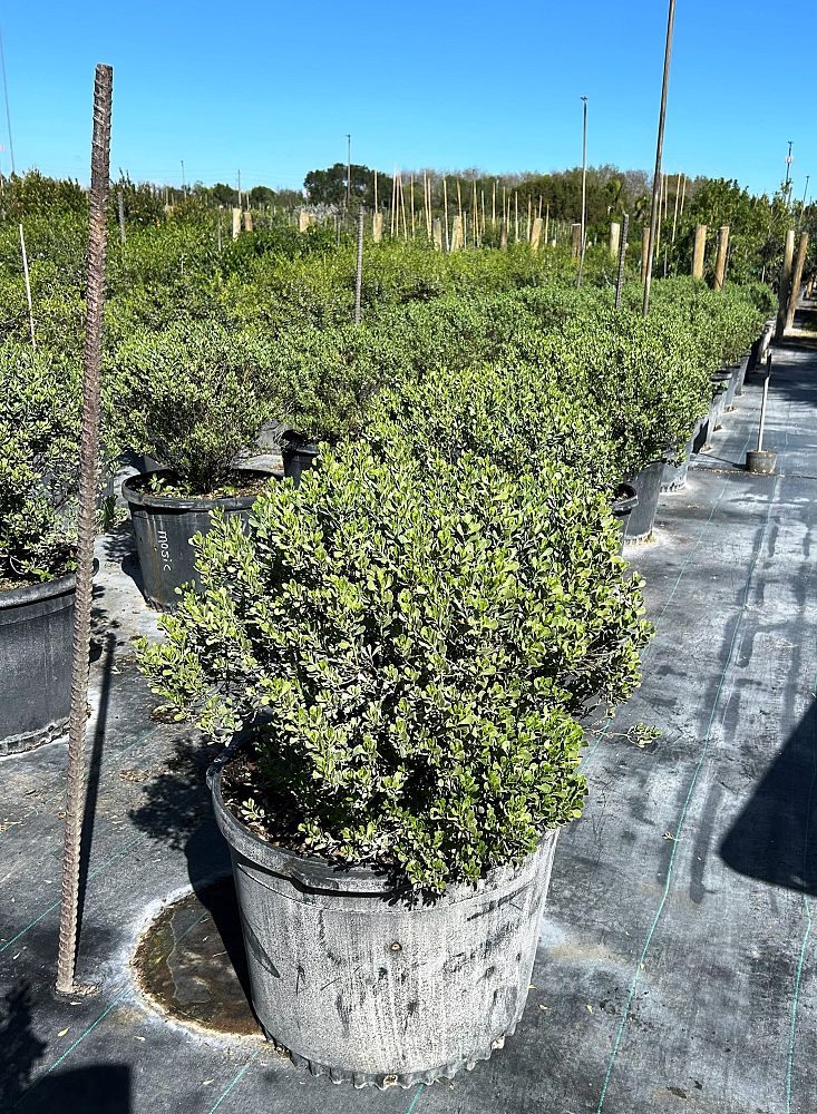 baccharis-dioica-hammock-groundset