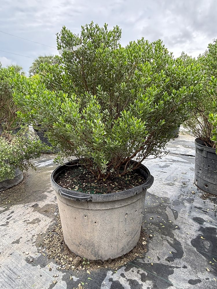 baccharis-dioica-hammock-groundset