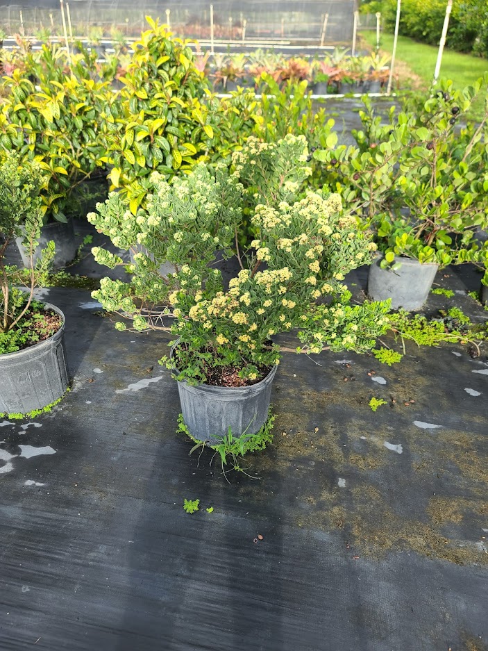 baccharis-halimifolia-consumption-weed-groundsel-groundsel-bush-sea-myrtle-seepwillow-eastern-baccharis