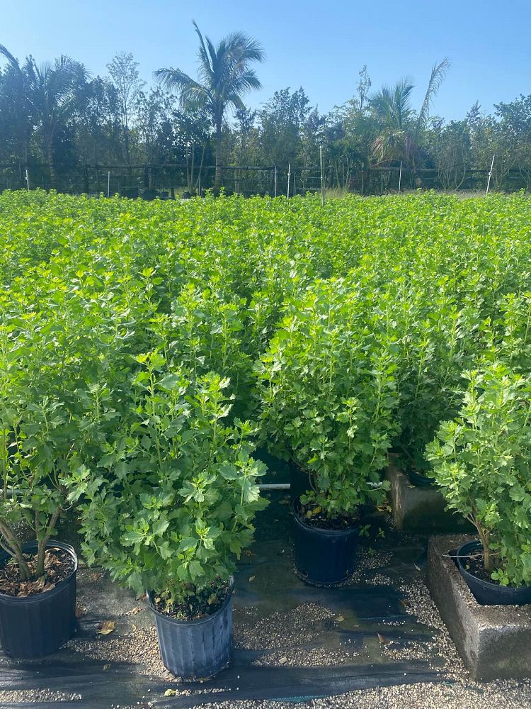 baccharis-halimifolia-consumption-weed-groundsel-groundsel-bush-sea-myrtle-seepwillow-eastern-baccharis