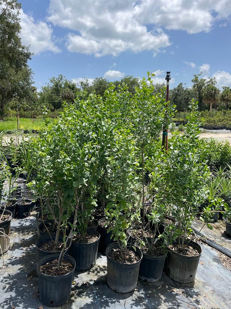 baccharis-halimifolia-consumption-weed-groundsel-groundsel-bush-sea-myrtle-seepwillow-eastern-baccharis