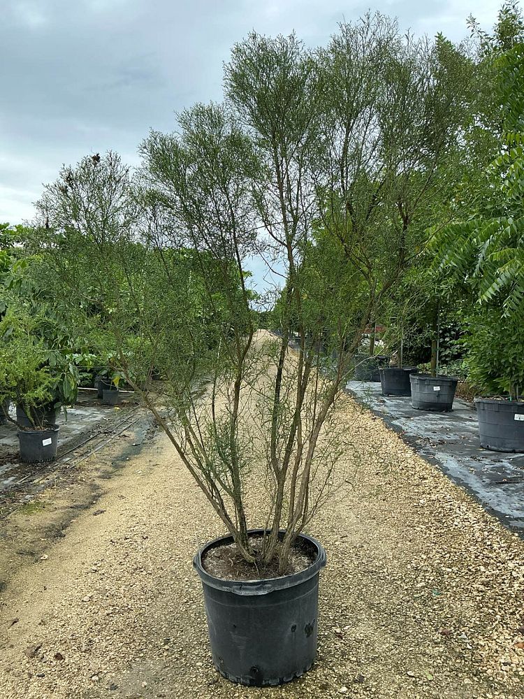 baccharis-neglecta-jara-dulce-new-deal-weed-poverty-weed-roosevelt-weed