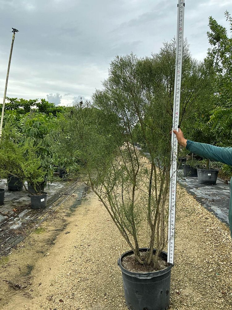 baccharis-neglecta-jara-dulce-new-deal-weed-poverty-weed-roosevelt-weed