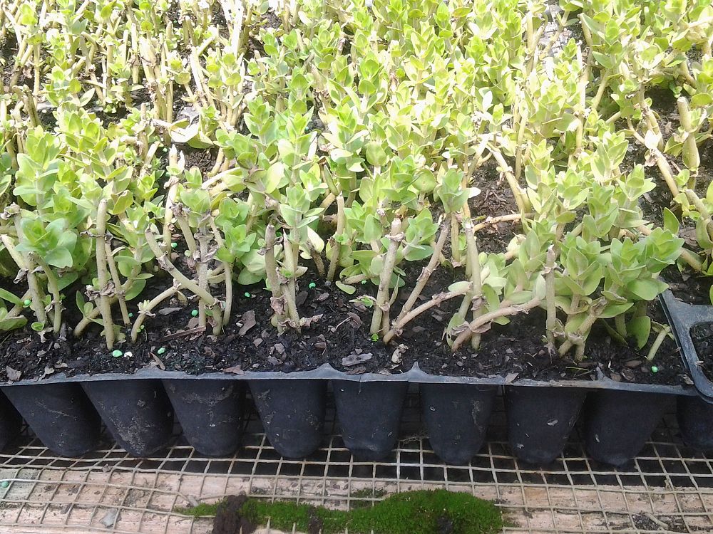 bacopa-caroliniana-lemon-bacopa-hyssop