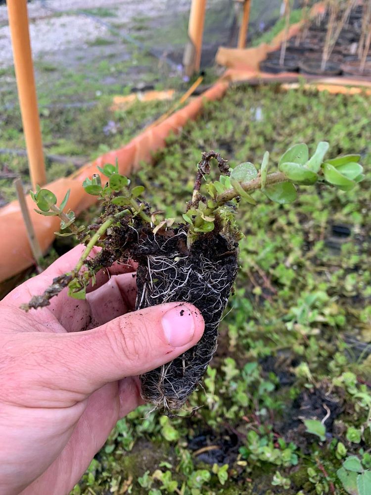 bacopa-caroliniana-lemon-bacopa-hyssop
