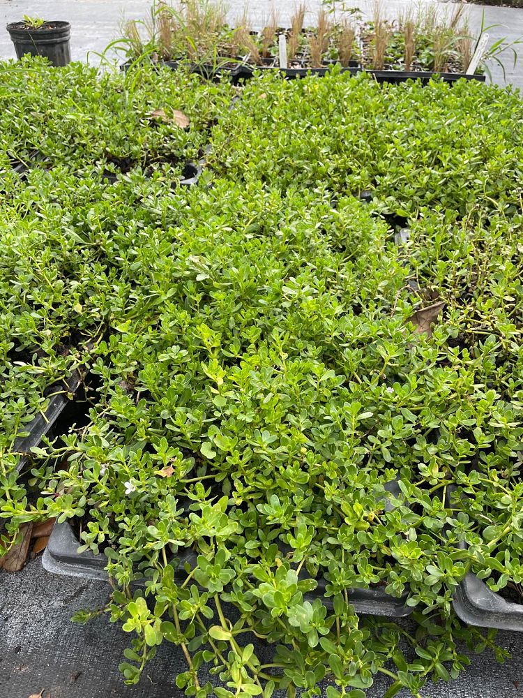 bacopa-monnieri-water-hyssop