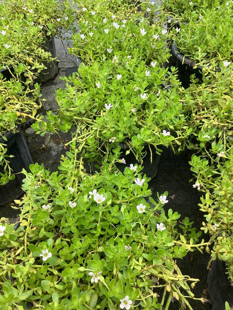 bacopa-monnieri-water-hyssop