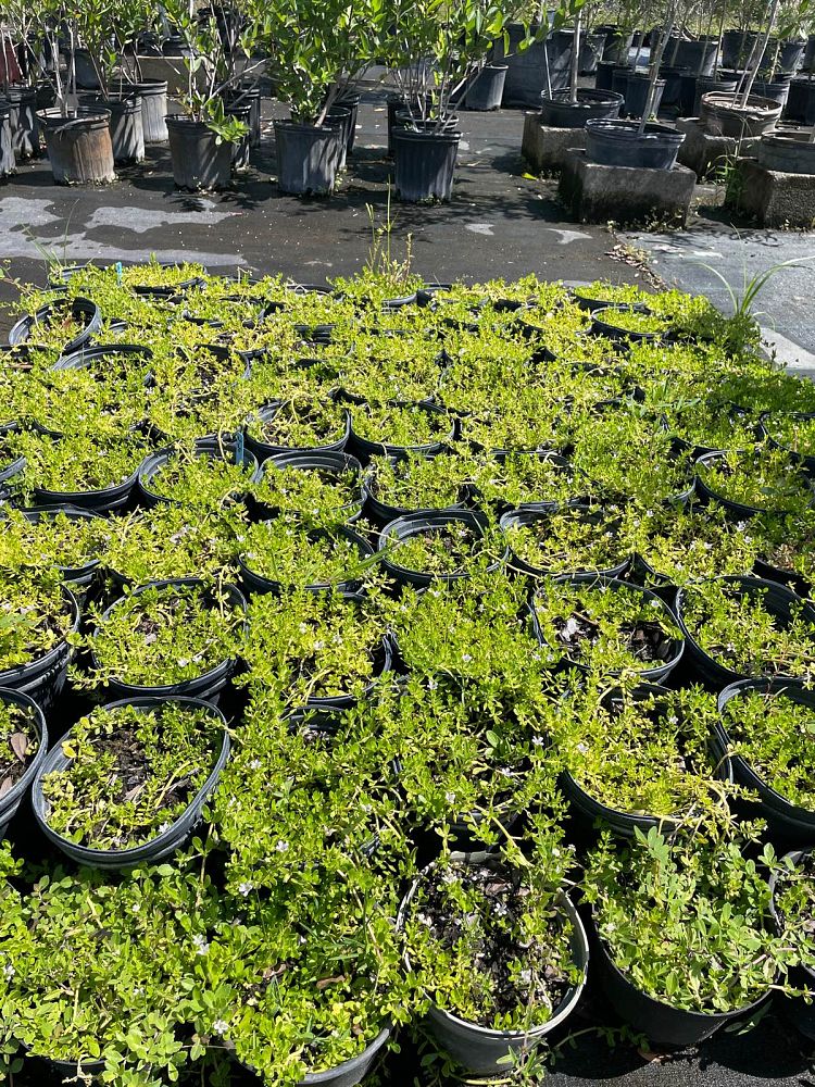 bacopa-monnieri-water-hyssop