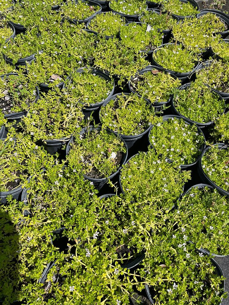 bacopa-monnieri-water-hyssop