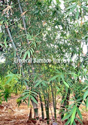 bambusa-balcooa-balcooa-bamboo
