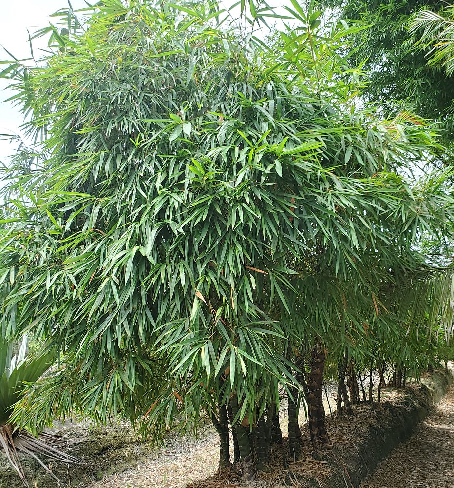 bambusa-bamboo