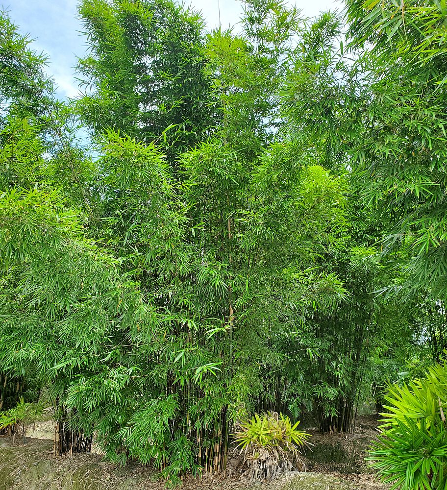bambusa-bamboo