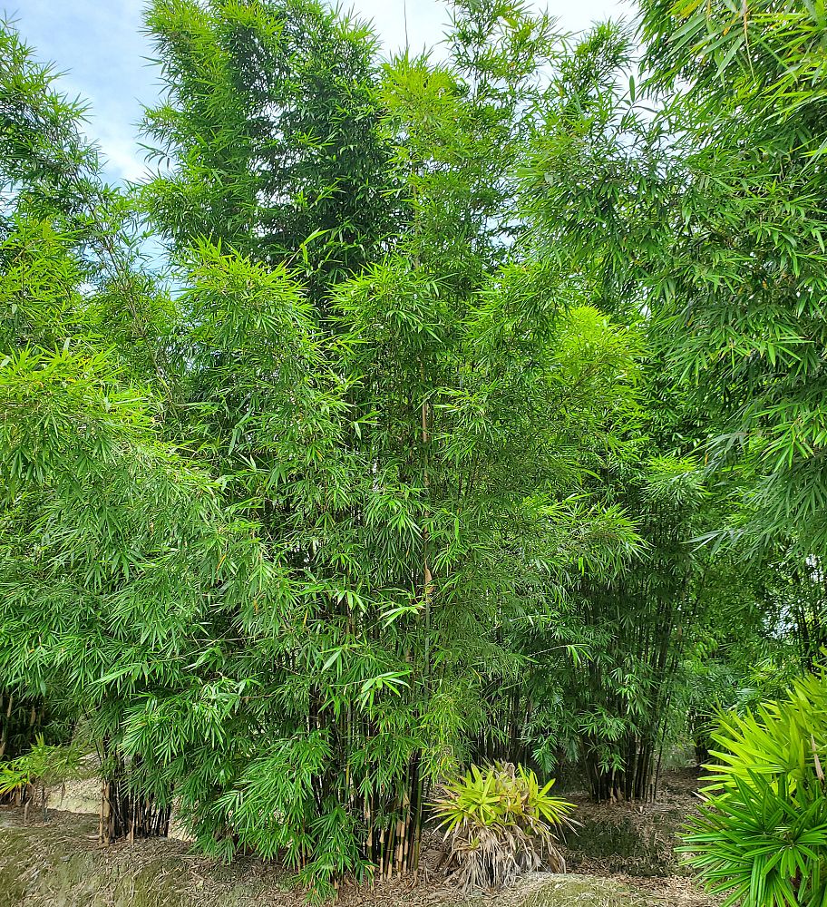 bambusa-bamboo