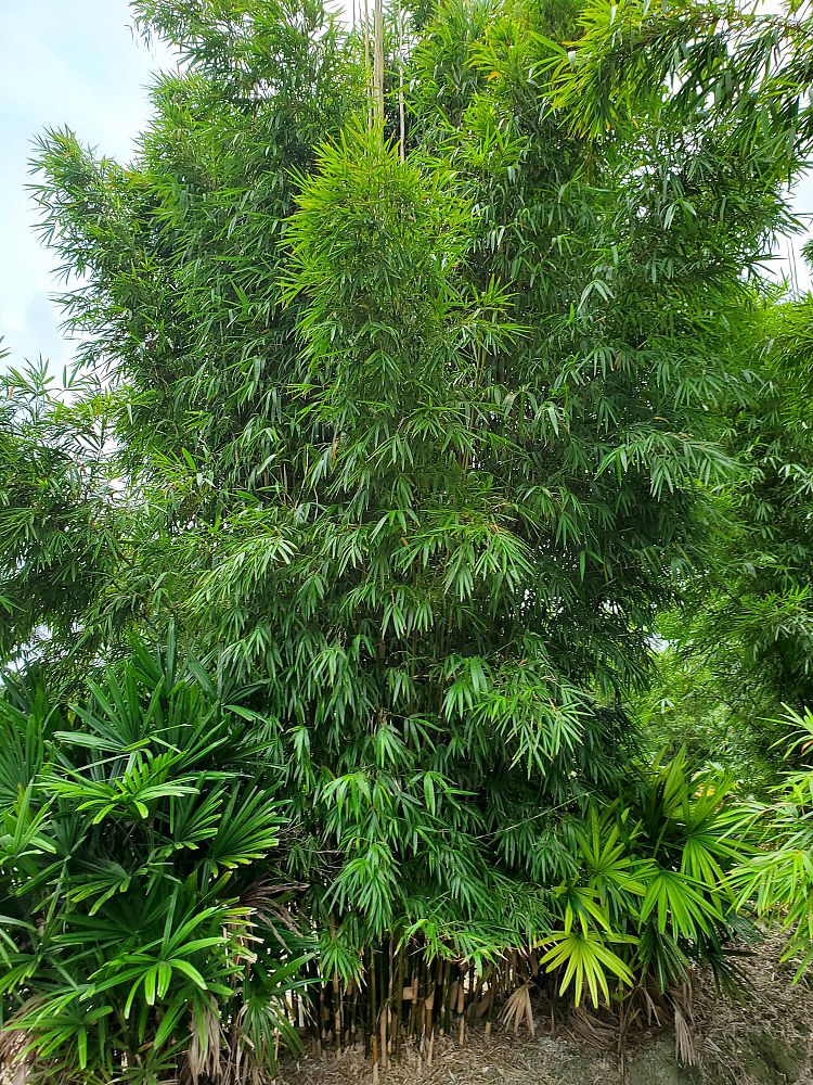 bambusa-bamboo