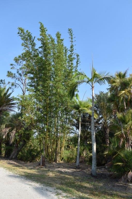 bambusa-bamboo