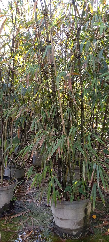 bambusa-bamboo