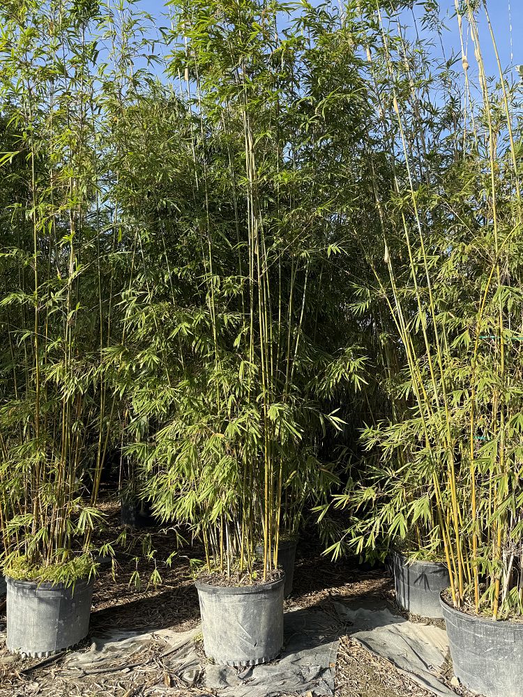 bambusa-bamboo