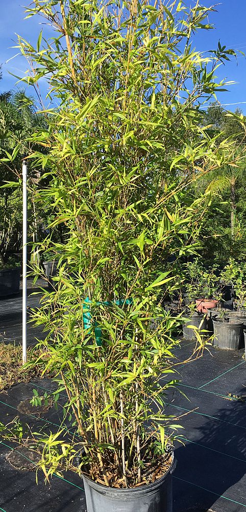 bambusa-boniopsis-bamboo