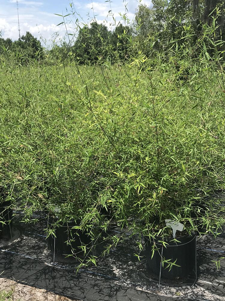 bambusa-boniopsis-bamboo