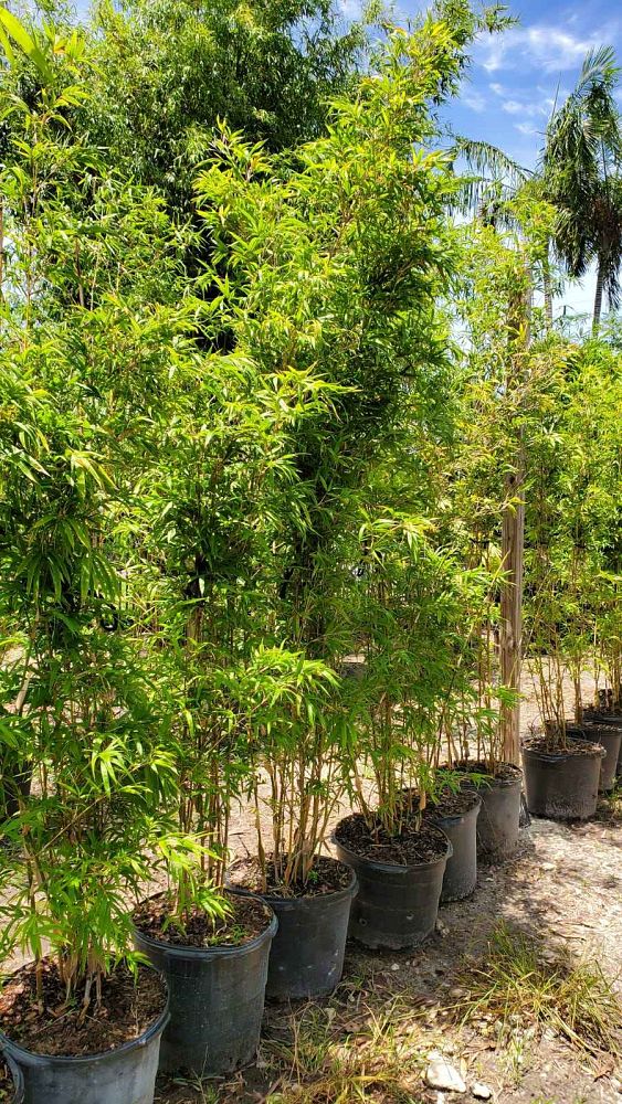 bambusa-boniopsis-bamboo