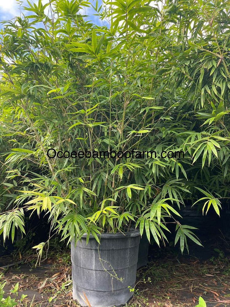 bambusa-boniopsis-bamboo