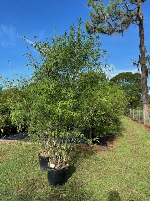 bambusa-boniopsis-bamboo