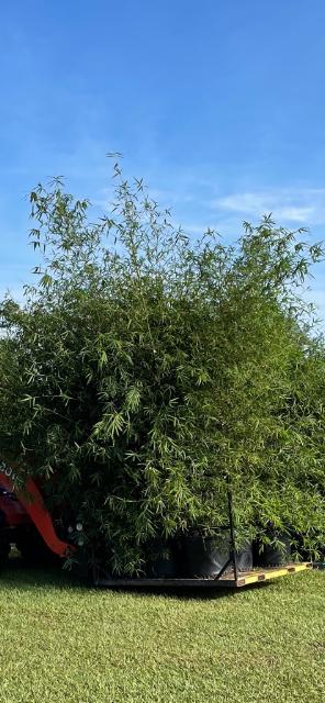 bambusa-boniopsis-bamboo
