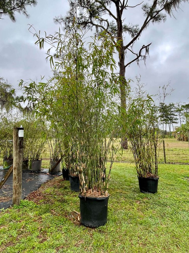 bambusa-boniopsis-bamboo