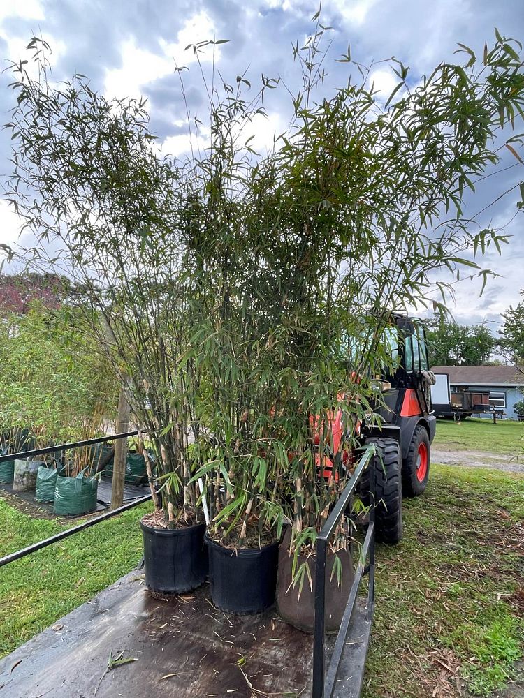 bambusa-boniopsis-bamboo