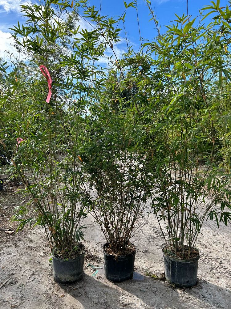 bambusa-boniopsis-bamboo