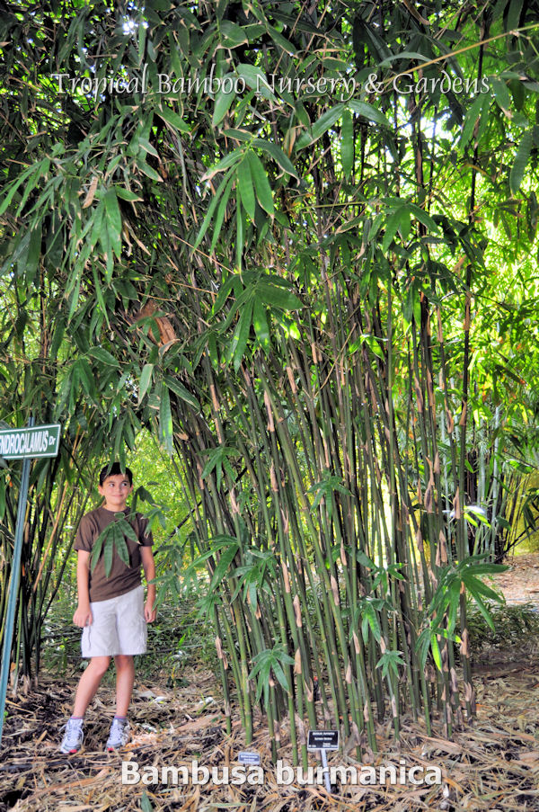 bambusa-burmanica-bamboo
