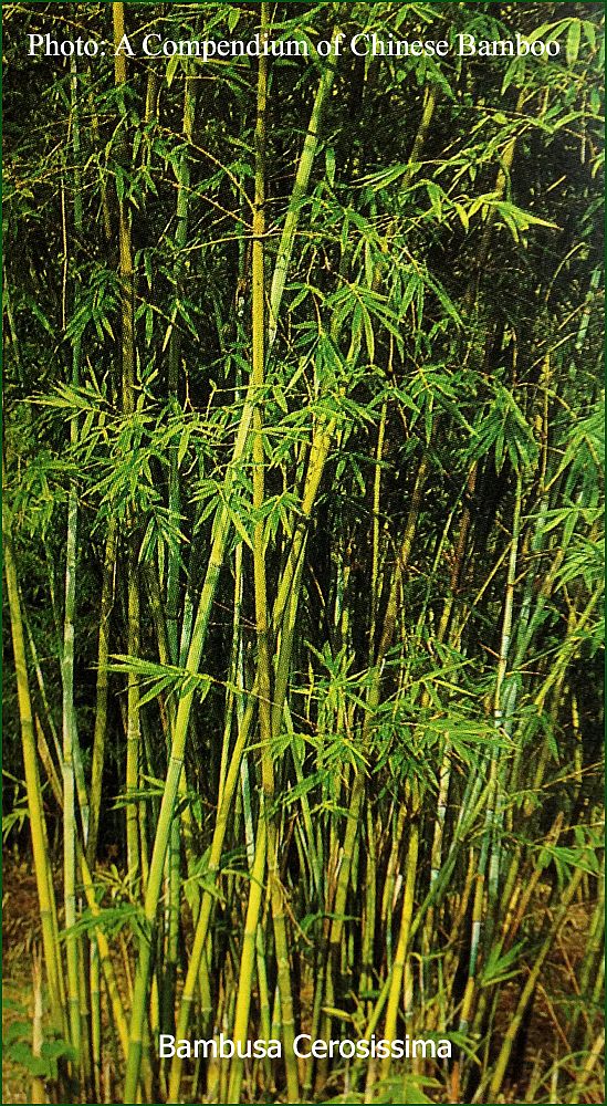 bambusa-cerosissima-bamboo