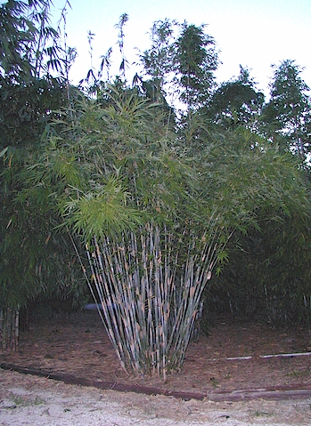 bambusa-chungii-barballata-dwarf-bamboo