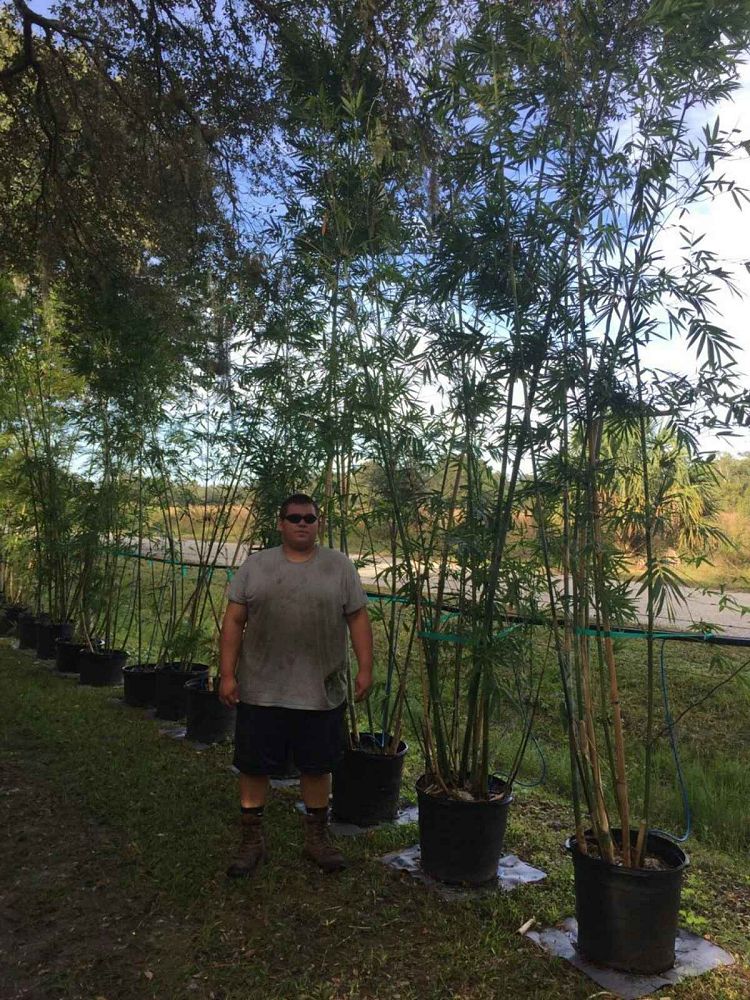 bambusa-chungii-barballata-dwarf-bamboo