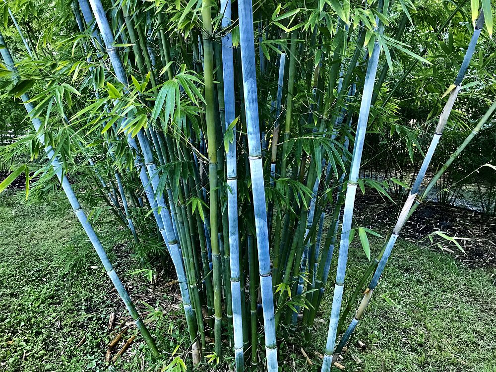 bambusa-chungii-barballata-dwarf-bamboo