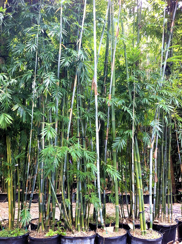 Tropical Bamboo Nursery & Gardens