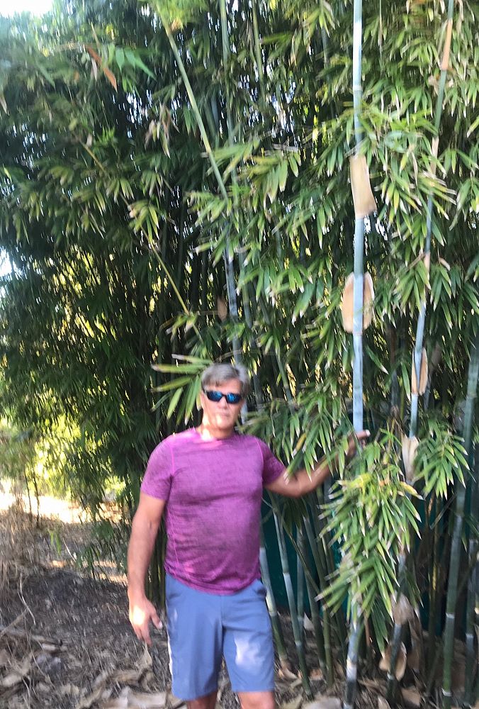 Bamboo and Orchid Gardens