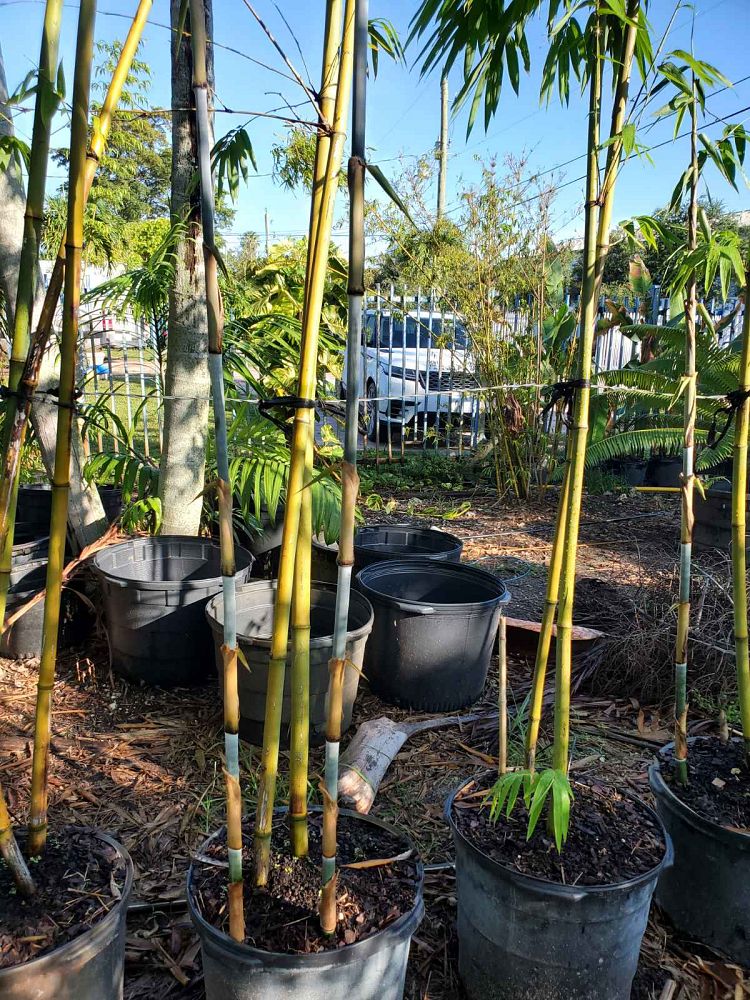 bambusa-chungii-tropical-blue-bamboo