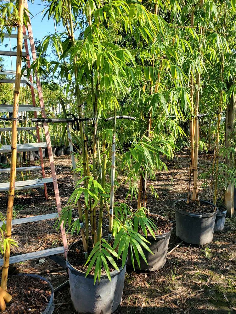 bambusa-chungii-tropical-blue-bamboo