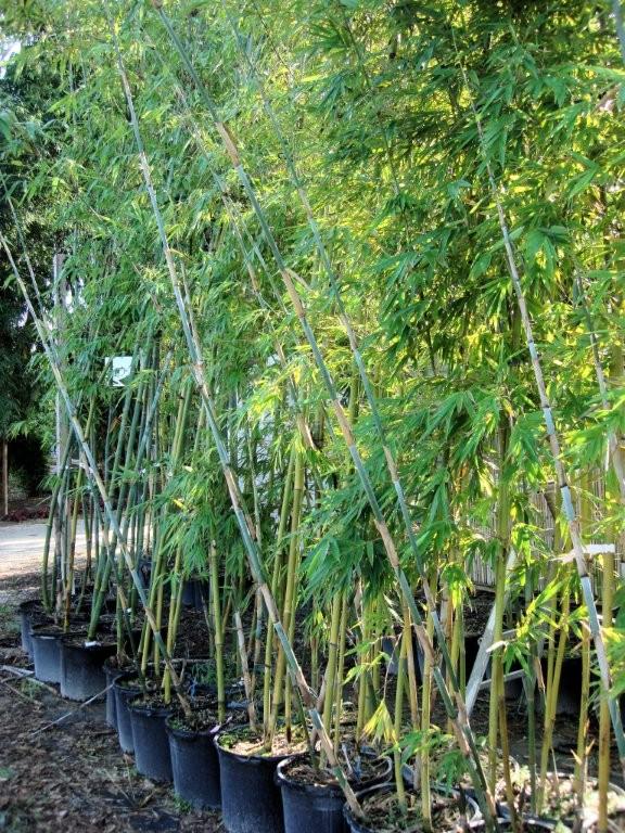 bambusa-chungii-tropical-blue-bamboo