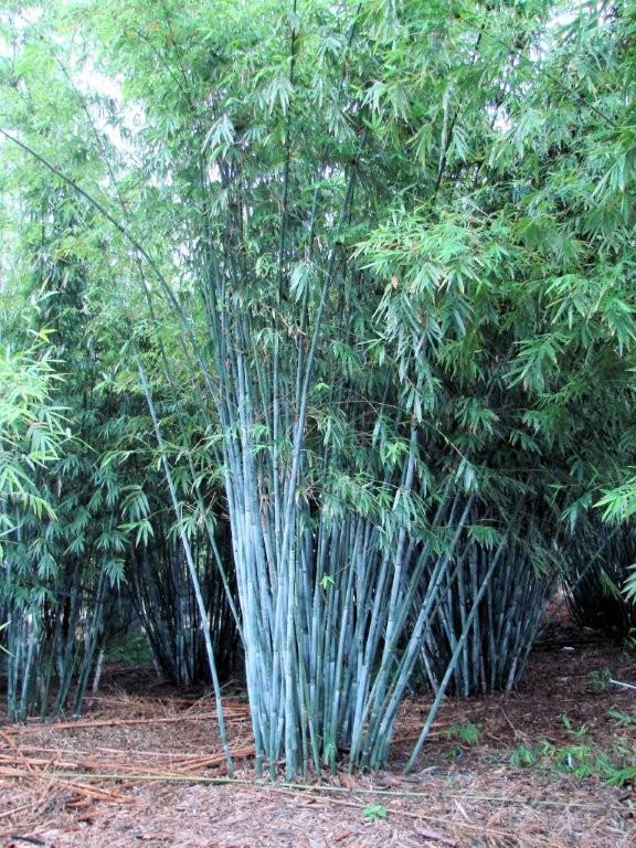 bambusa-chungii-tropical-blue-bamboo