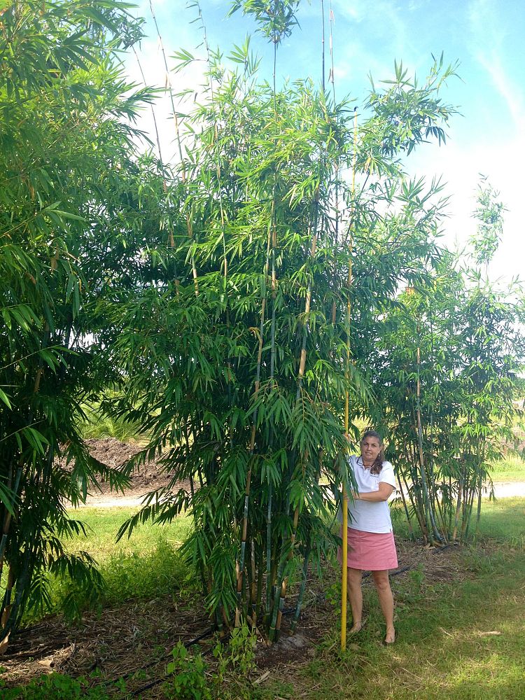 bambusa-chungii-tropical-blue-bamboo