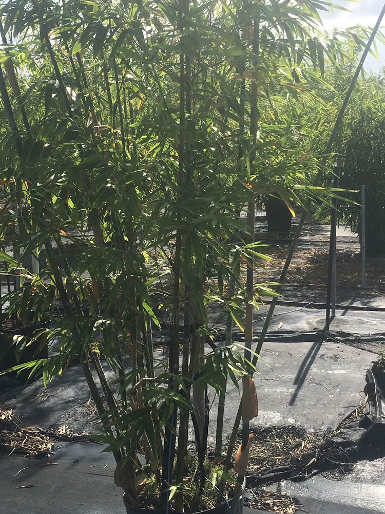 bambusa-chungii-tropical-blue-bamboo