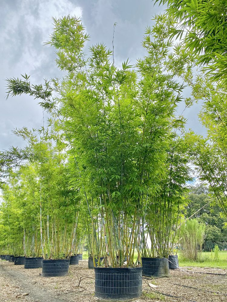 bambusa-chungii-tropical-blue-bamboo