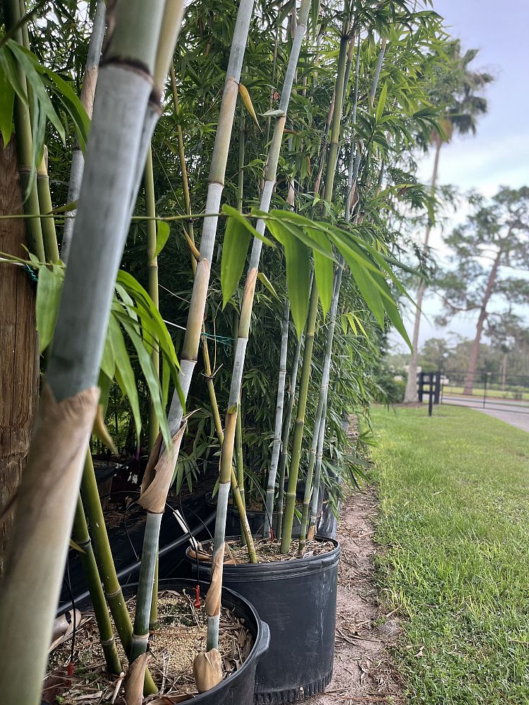bambusa-chungii-tropical-blue-bamboo